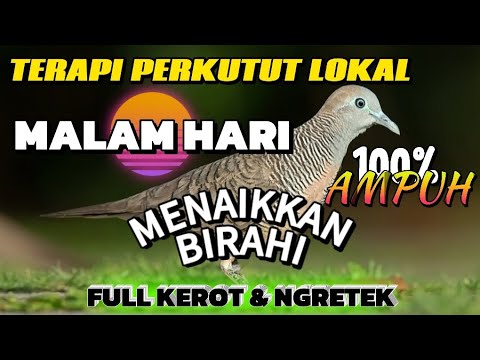Pancingan perkutut | Terapi perkutut malam hari | Menaikkan Birahi & Mental Perkutut #perkututlokal