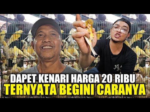 DILUAR DUGAAN ! TERNYATA BEGINI CARA KAKEK INI DAPAT KENARI HARGA 20 RIBU DIKIOS ALHAMDULILLAH