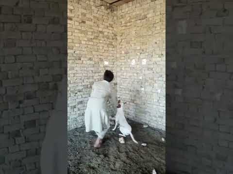 Koshish krny walon ki har nh hoti #motivationalvideo #doglover #humanity