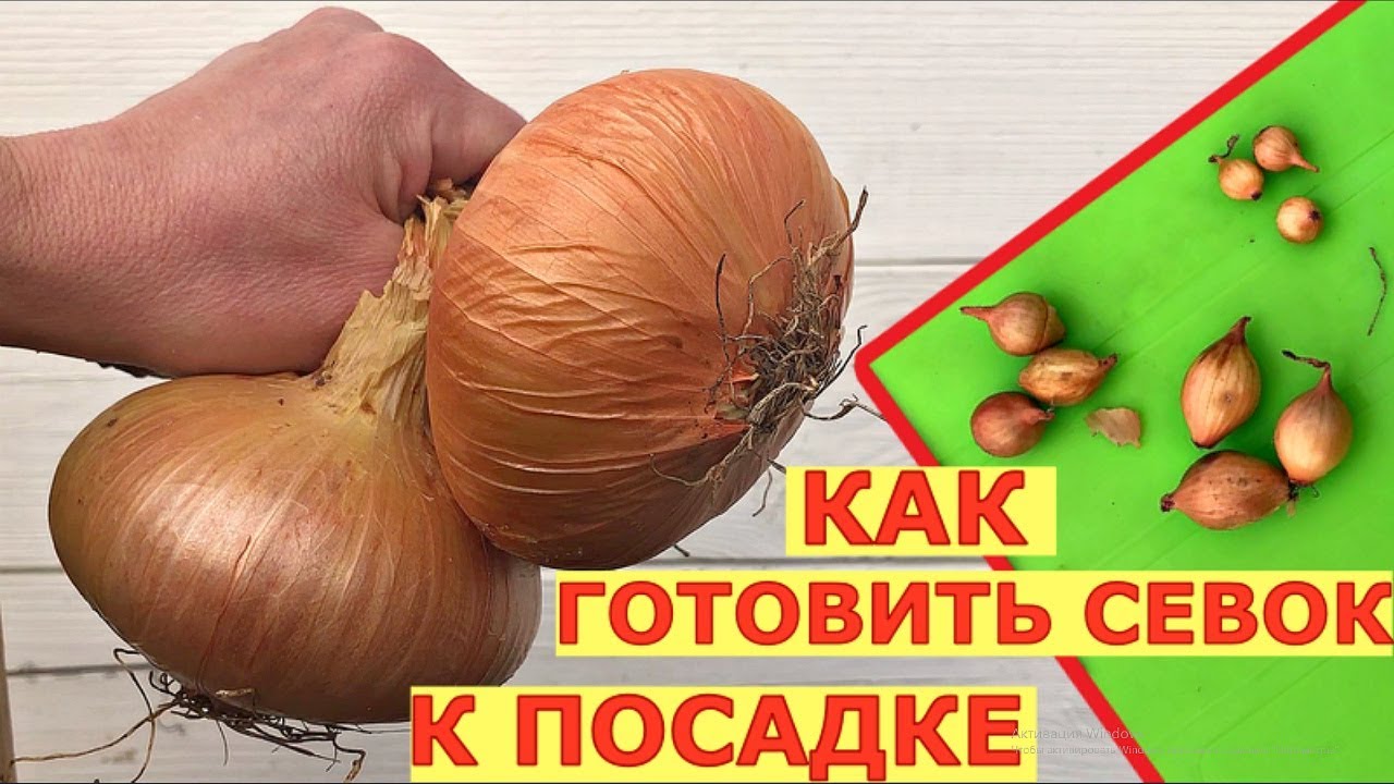 Вырастить крупный лук, какой севок выбрать? Подготовка севка к посадке