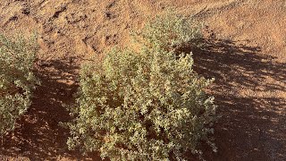 عشبة تدمر كل أمراض الجلد / إسهال / تقرحات المعدة/السكرى/ الشقيقة / سحرية عند  اهل الصحراء 🇩🇿