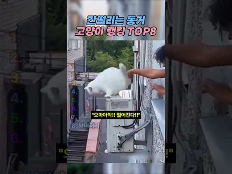 간 떨리는 고양이와의 동거 TOP8