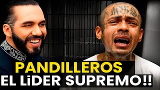 CAE EL PANDILLEROS SUPREMO Y LLORA COMO NIÑA EL SALVADOR 🔴