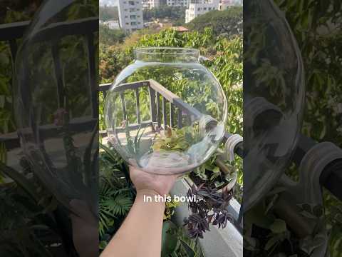 Mini Ecosystem Bowl ๐ณ