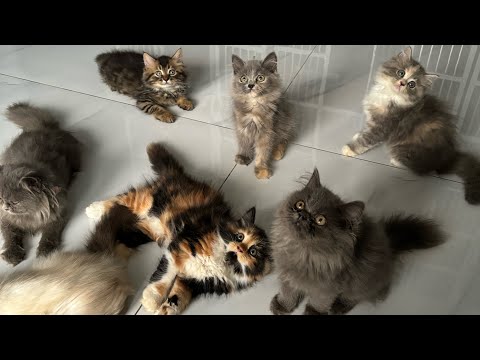 Anakan kucing ras persia siap adopsi, ada indukan ragdoll juga 😻 tempat adopsi kucing ras jakarta.
