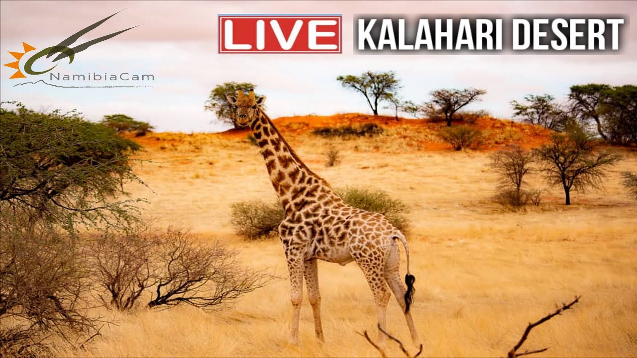 Livestreaming – Kalahariöknen, Namibia