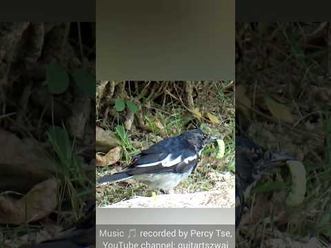 鵲鴝吃毛毛蟲 #bird #birding #wildlife #公園 #大自然 #生態攝影 #野生動物 #自然 #wings #鳥 #nature #生態 #hk #香港 #動物 #animals