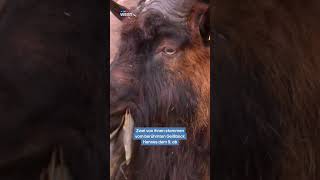 Osterzeit im Kölner Zoo - 17 Zicklein und zwei Lämmer | RTL WEST