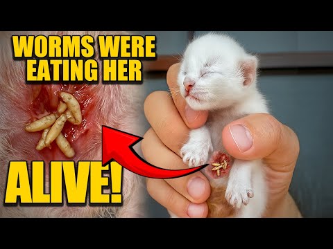 🇺🇸 Worms Were Eating This Kitten Alive… Born Into Filth, Tied to Dead Siblings, Completely Helpless