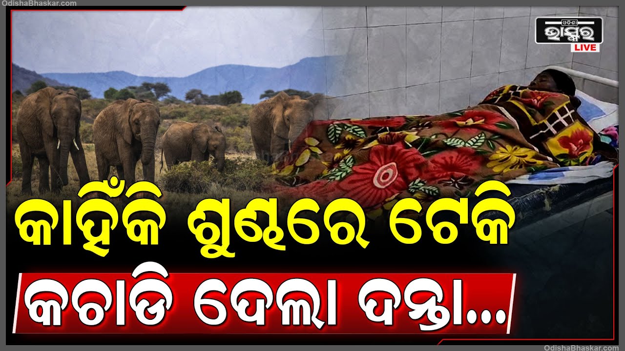 ହାତୀ ଆତଙ୍କ, ଶୌଚ ହେଇ ଫେରୁଥିଲେ ମହିଳା, ଶୁଣ୍ଢରେ ଟେକି କଚାଡି ଦେଲା ଦନ୍ତାହାତୀ,