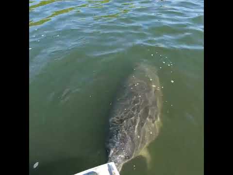 This guy just wouldn't leave us alone! video thumbnail