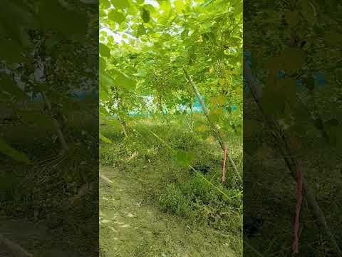 subah Se lekar Sham Tak 🤷✴️🌛 #hindisong 😉#trending#short video