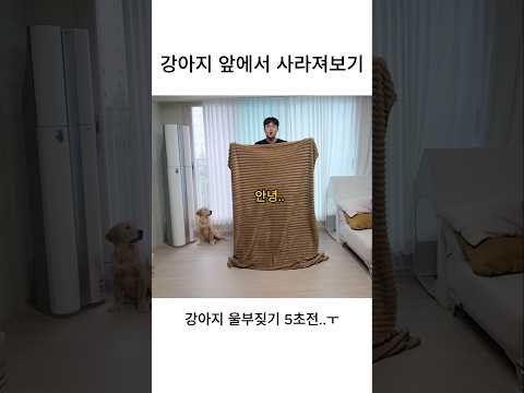강아지 앞에서 사라졌더니 울부짖음