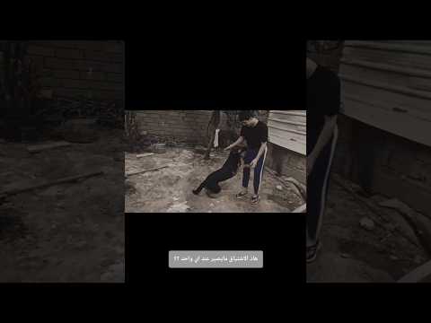 اشتياق كلبتي بعد غياب شهر !! 🥺💔