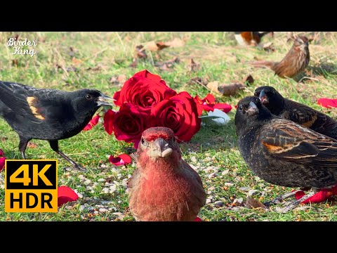 Cat TV for Cats to Watch 😻🐦‍⬛ Happy Birds with Valentine's Day Treats 🌹 4K HDR Cat Games