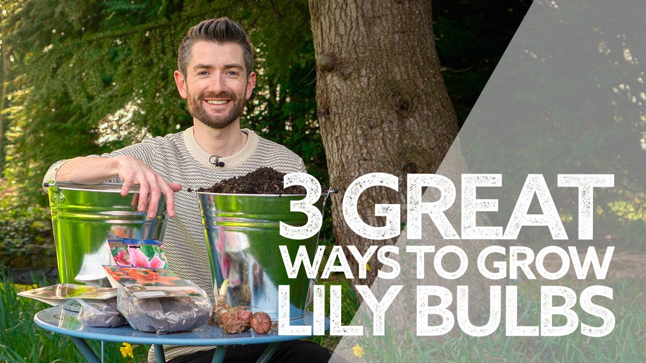 3 Great Ways to Grow Lilies | How to Plant Lily Bulbs | Summer Flowering Bulbs