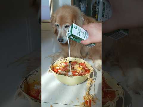 Favourite Dish for Dog #shorts #doglover #short