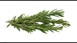 Pourquoi la tisane de romarin augmente la longévité:voici deux choses précieuse pour rester saint