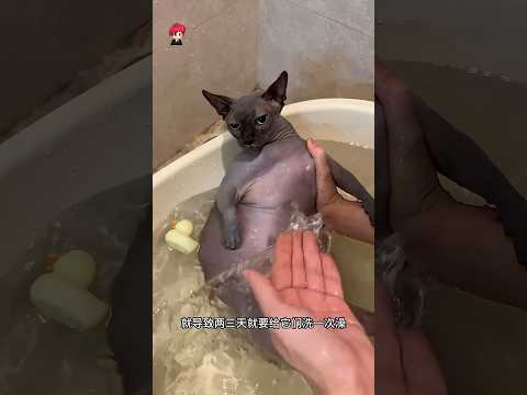 Clean shave cat 😅 ll