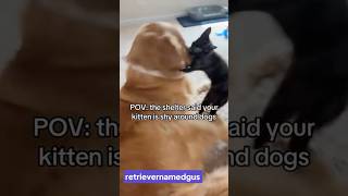 This dog had to deal with a very rude cat 🤣