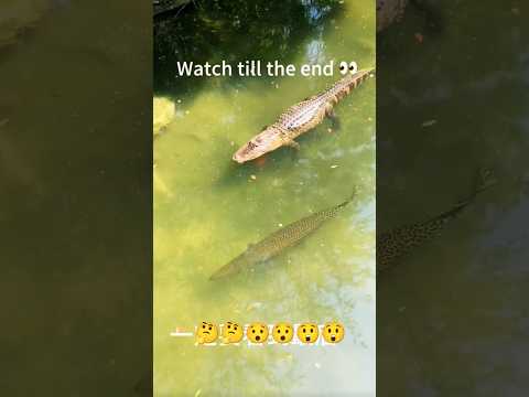 Crocodile Hunts Fish in Shocking Footage! #fishing #shorts #attack