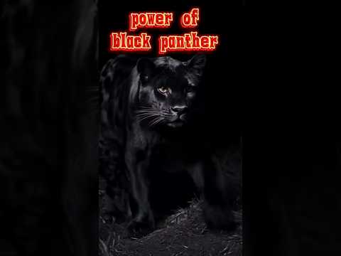 video-5/30 animal|black panther powerful|#shorts #blackpanther #premadeewanaofficial