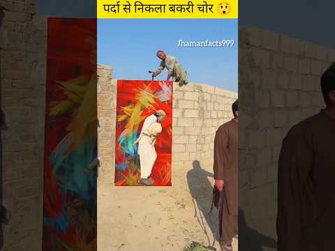पर्दा से निकला बकरी चोर 😲#funny #shorts