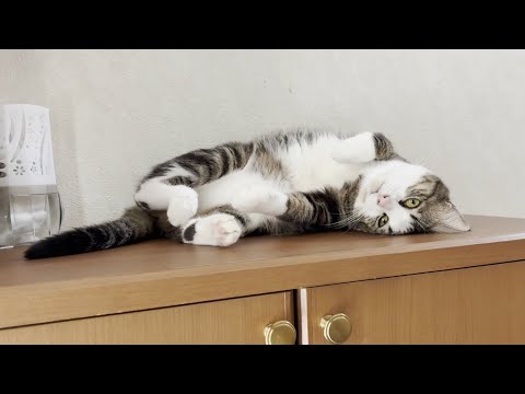 猫の動画サムネイル - オデコの暑い一日の過ごし方に密着してみました
