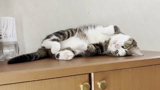 オデコの暑い一日の過ごし方に密着してみました