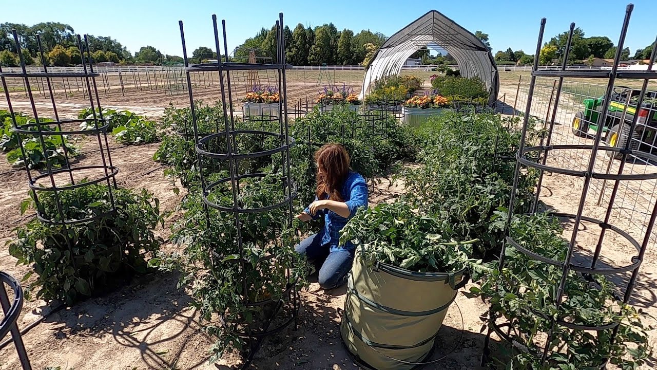 Pruning Tomatoes! #23
