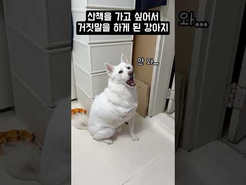 산책을 가고 싶어서 거짓말을 하게 된 강아지 #shorts