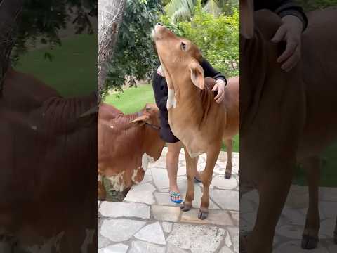 Soberano com ciúme #foryou #fazenda #pecuarista #gado #boi #viral #soberano #fypyoutube