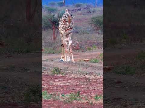 Lion hunt giraffe