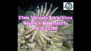 Things to do in Port Vila Vanuatu