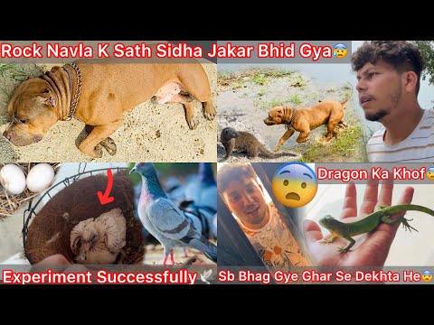 Dragon Ka Khof Sb Bhag Gye Ghar Se Dekh🦎Rock Navla K Sath Bhid Gya😰Jungle Pigeons K Nicha White Baby