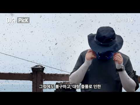 [이슈 PicK] "러브버그 대재앙…살충제 무용지물, 천적도 손절한 벌레"