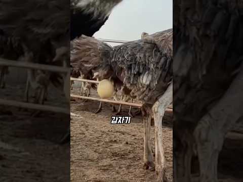 타조가 알 낳는 순간… 농부들이 달려드는 이유