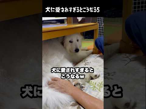 祖父至上主義すぎる愛犬5 #greatpyrenees #大型犬のいる生活 #大型犬 #グレートピレニーズ #癒し #愛犬 #犬のいる生活 #可愛い #ペット #大型犬と暮らす