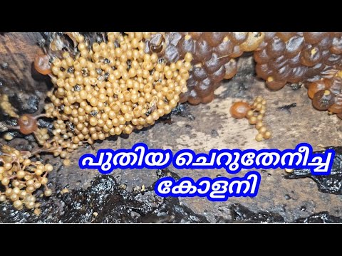 പുതിയ ചെറുതേനീച്ച കോളനി തുറന്നു നോക്കിയപ്പോൾ || Beekeeping || തേനീച്ച വളർത്തൽ