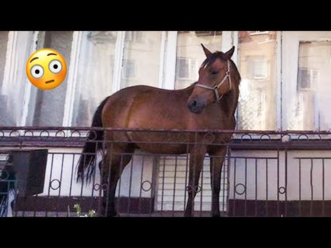 Best funniest horses of the week - Funny And Cute horses Video Compilation 2024 🐴#11