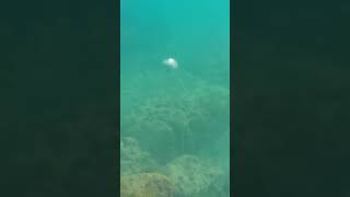 chasse sous marine à l'indienne