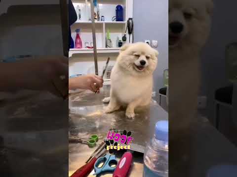 Funny Dog Videos That Will Make You Laugh Out Loud #shorts #dog #dogs #doglover #dogvideo #funny