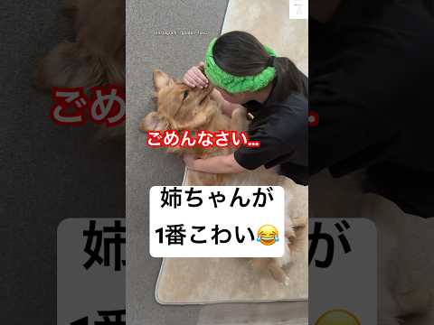 面白くてちょっと怖い？ゴールデンレトリバー姉ちゃんの魅力をご紹介 サムネイル