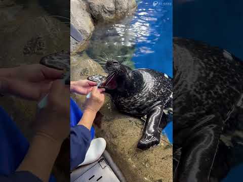 猫の動画サムネイル - ゴマフアザラシ「オガ」の歯磨き