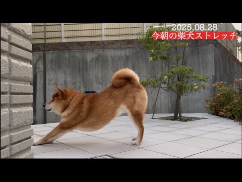 2025年8月28日の柴犬ストレッチ動画で健康的な毎日をサポート サムネイル