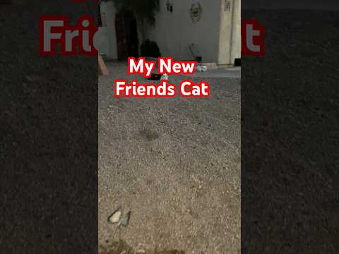 My New Friends Cat #shorts