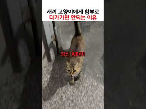 <strong>새끼</strong> 고양이에게 함부로 다가가면 안되는 이유