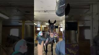 Louis the race horse getting groomed!