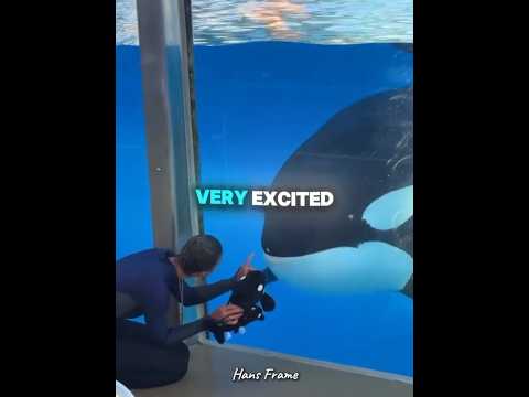 This orca thought the small orca toy was her baby.❤️🩹