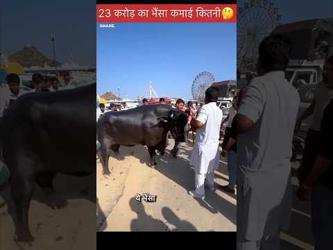 23 करोड़ का भैंसा कमाई कितनी🤔 Income kitni ?